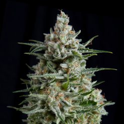 Anesthesia CBD. Pyramid Seeds