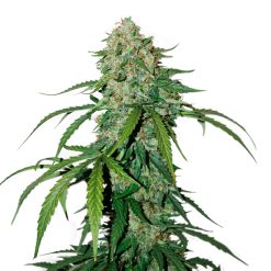 Auto CBD 1:1 Silver Lime Haze. Seedstockers