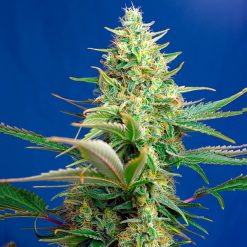 Auto Big Devil XL. Sweet Seeds Promo Aniversario