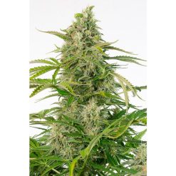 Auto Cheese CBD. Dinafem