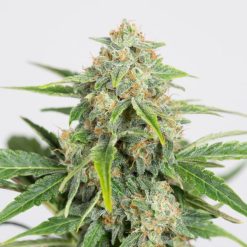 Auto Dinamed CBD. Dinafem