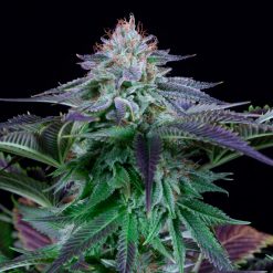 Auto Dinamed Kush CBD. Dinafem