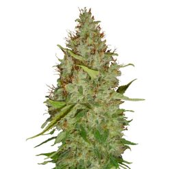 Auto Harlequin CBD+ CBD Buds