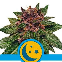 Auto Purplematic CBD. Royal Queen