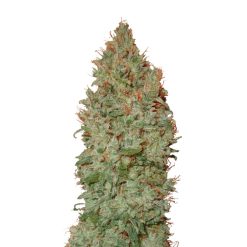 Auto Sour Diesel CBD+ CBD Buds