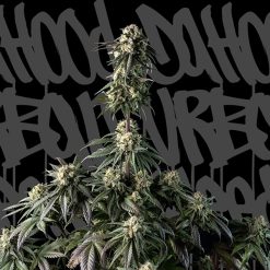 Auto Space Cookies CBD. DaHood Urban Seeds