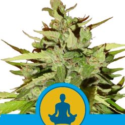 Auto Stress Killer CBD. Royal Queen