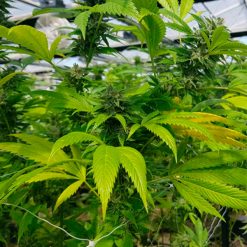 CBD Cheese. The Original Big Buddha Family Farms