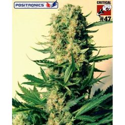 CBD Critical #47. Positronics Seeds