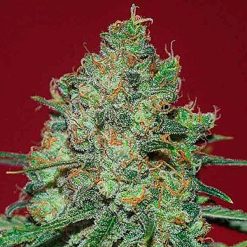 Clinical White CBD. Expert Seeds