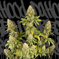 Dr.Hood CBD 25:1. DaHood Urban Seeds