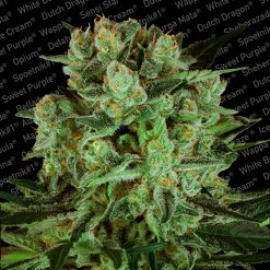 Durga Mata II CBD. Paradise Seeds
