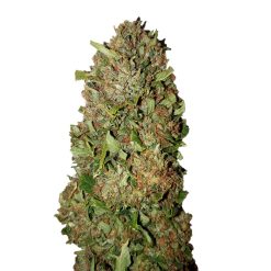 Fruit Cake CBD+ CBD Buds