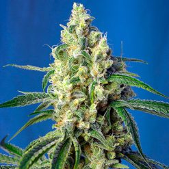 Auto + Speed. Sweet Seeds Promo Aniversario