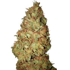 Honey Cookies CBD+ CBD Buds