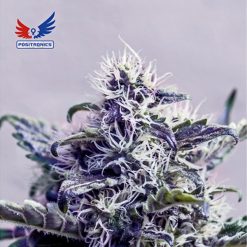 Jack Diesel CBD. Positronics Seeds