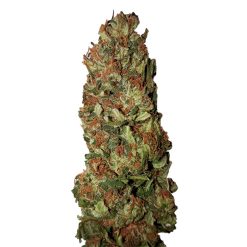 Lemon Pie CBD+ CBD Buds