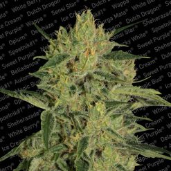 Nebula II CBD. Paradise Seeds