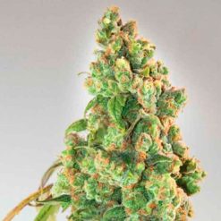 Nurse Lilly CBD. Expert Seeds