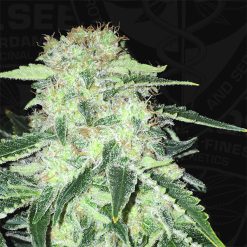 S.A.G.E. CBD. T.H. Seeds