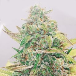 Strawberry Cake CBD. Medical Seeds