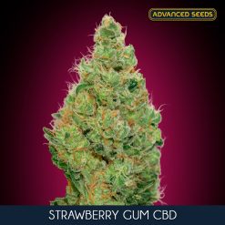 Strawberry Gum CBD fem. Advanced Seeds
