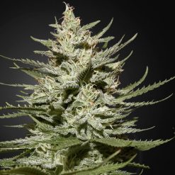 The Church CBD. Green House