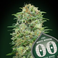 White Widow CBD. 00 Seeds