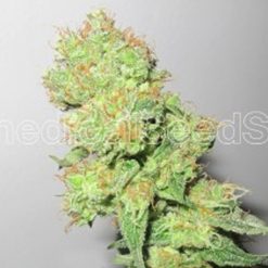 Y Griega CBD. Medical seeds