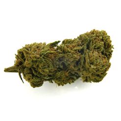 Alternative view of CBD Bee  Gelato  3 gr.